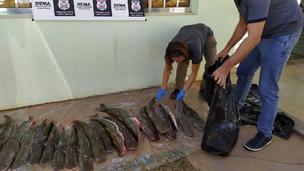 BARÃO DE MELGAÇO: 100 kg de pescado transportado irregularmente