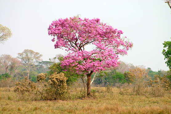 FLOR NACIONAL: Período dos Ipês Floridos