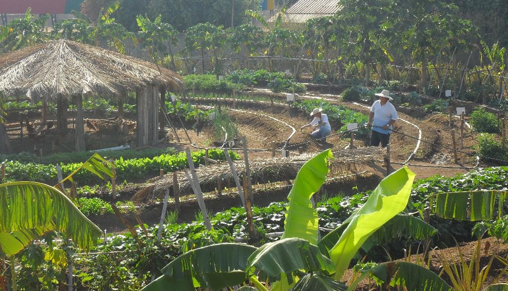 150 escolas, duas de Poconé, selecionadas para projeto Horta Pedagógica