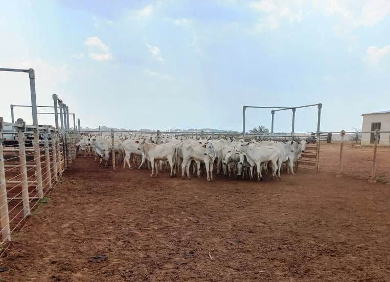 ITANHANGÁ: Polícia Civil recupera 105 cabeças de gado subtraídas de fazenda