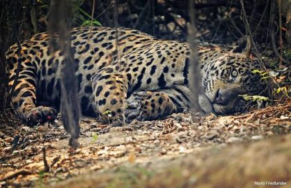 ALMT realiza conferência sobre o Estatuto do Pantanal