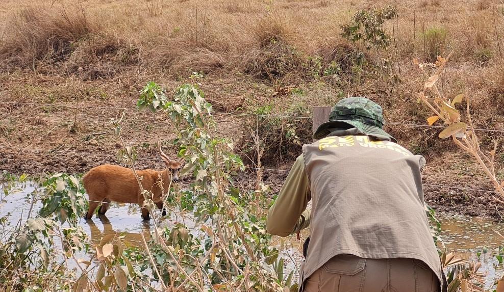 Sema-MT ouve especialistas e orienta a não alimentação de animais do Pantanal