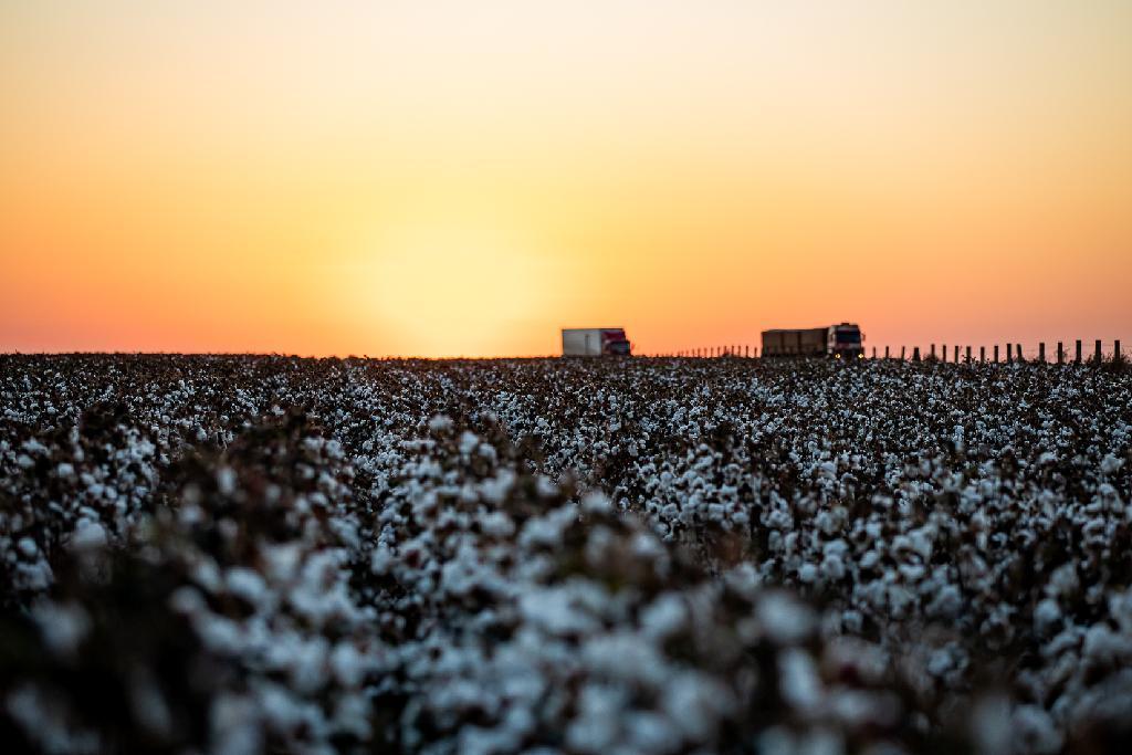 ECONOMIA & AGRO: Plantio de algodão atinge excelente percentual da área plantada em MT