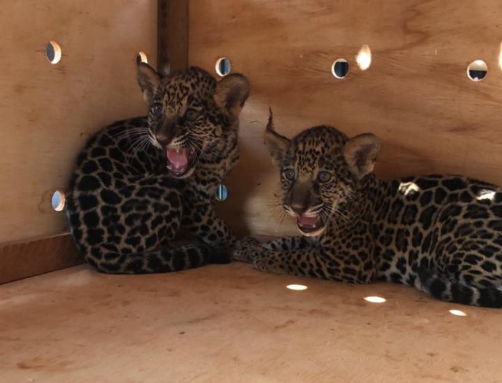 Sema-MT recebeu 825 animais silvestres para tratamento e soltura no último ano