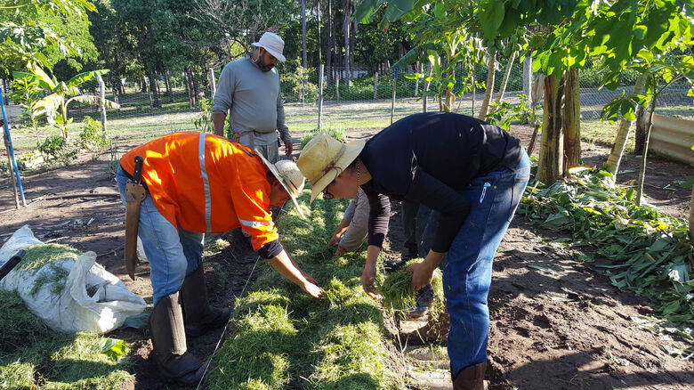 Comunidades remotas do Alto Pantanal promovem inovação com sistema agroflorestal