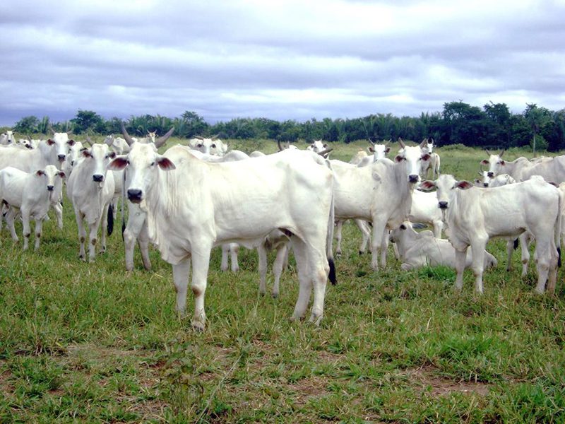 ECONOMIA: Sicredi apoia bovinocultura com crédito e orientações para negócio