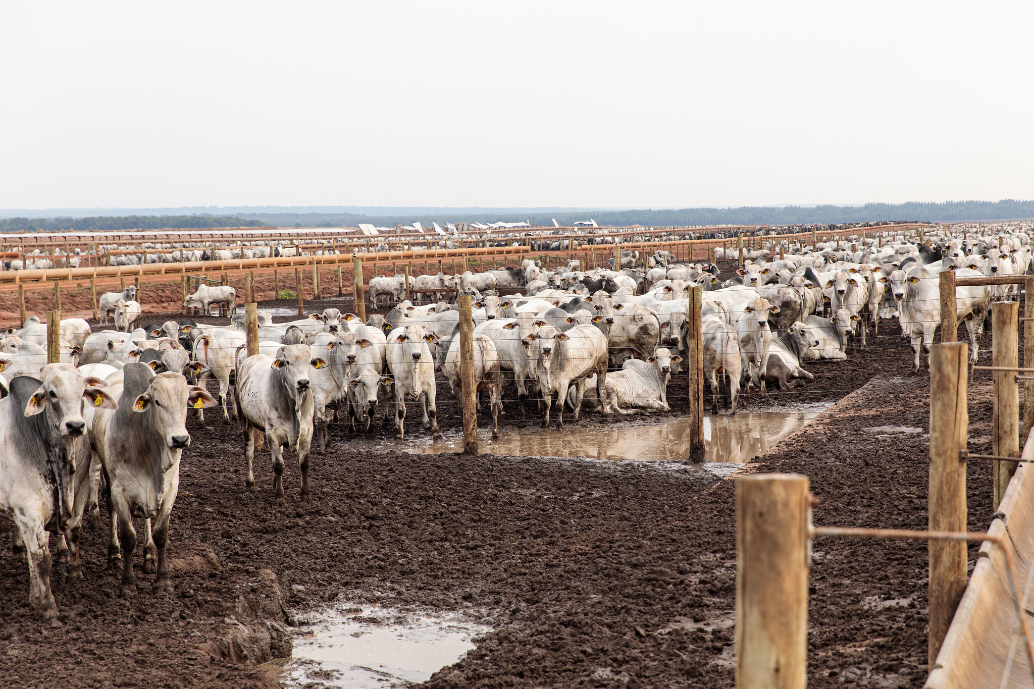 <strong>Mato Grosso é o 1º Estado a apresentar projeto para redução de emissão de gases de efeito estufa pela agropecuária</strong>