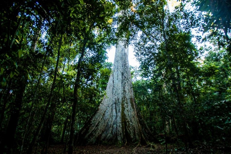 Estudo sobre diagnóstico ambiental nos municípios revela falta de equipes e dependência de recursos da União