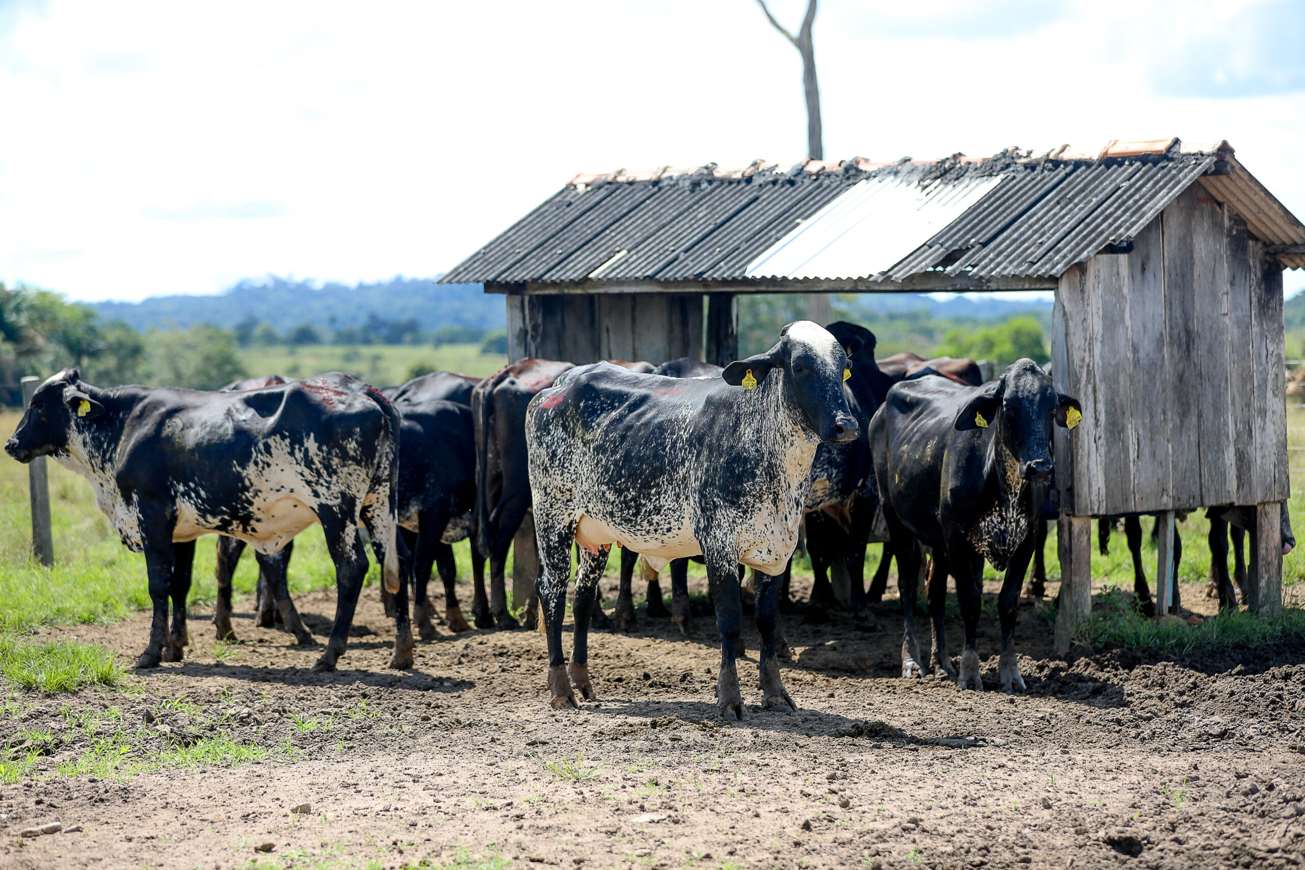 ATÉ 31/05: Mais de 50 mil produtores rurais já comunicaram estoque de rebanho ao Indea