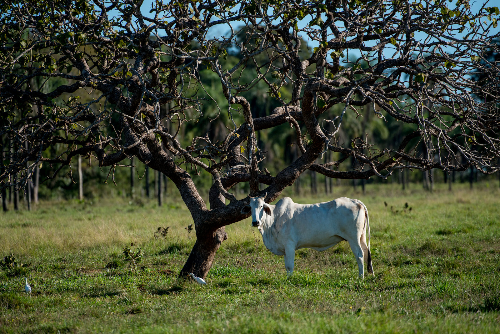 DIA 21: Debate sobre sustentabilidade e baixa emissão de carbono na agropecuária