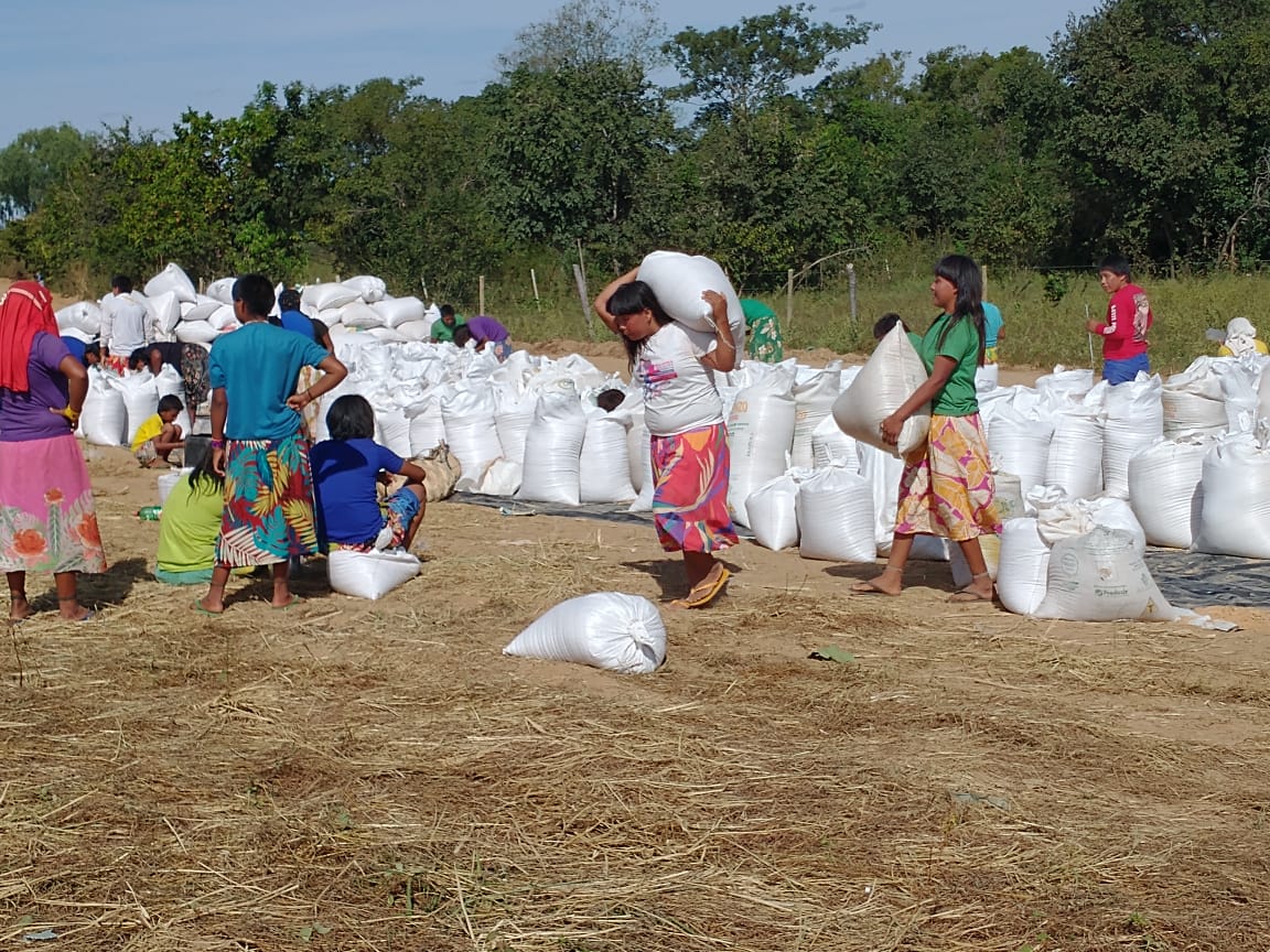  ALTO DA BOA VISTA: Empaer acompanha indígenas na produção de 82 toneladas de arroz