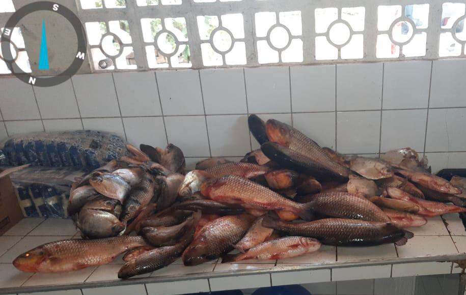 SANTO ANTÔNIO: Apreendidos 87 quilos de pescado ilegal