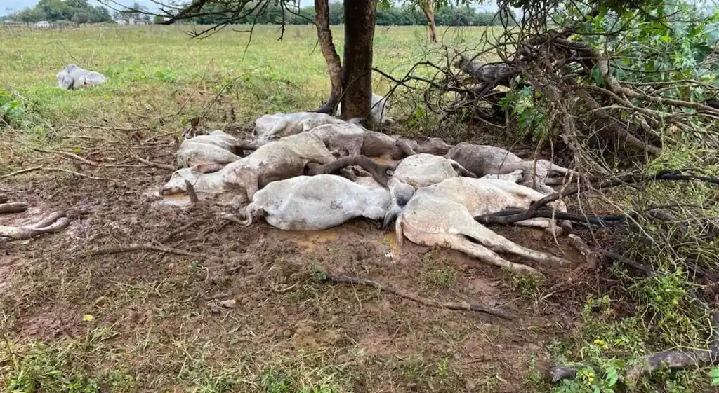 TRAGÉDIA CLIMÁTICA: Frio no Pantanal mata mais de MIL bovinos e prejuízo chega a R$ 3 milhões