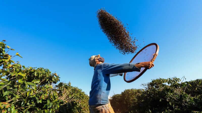 IBGE projeta aumento de 16,8% na Safra 2023 com recorde nas produções de soja, milho e trigo