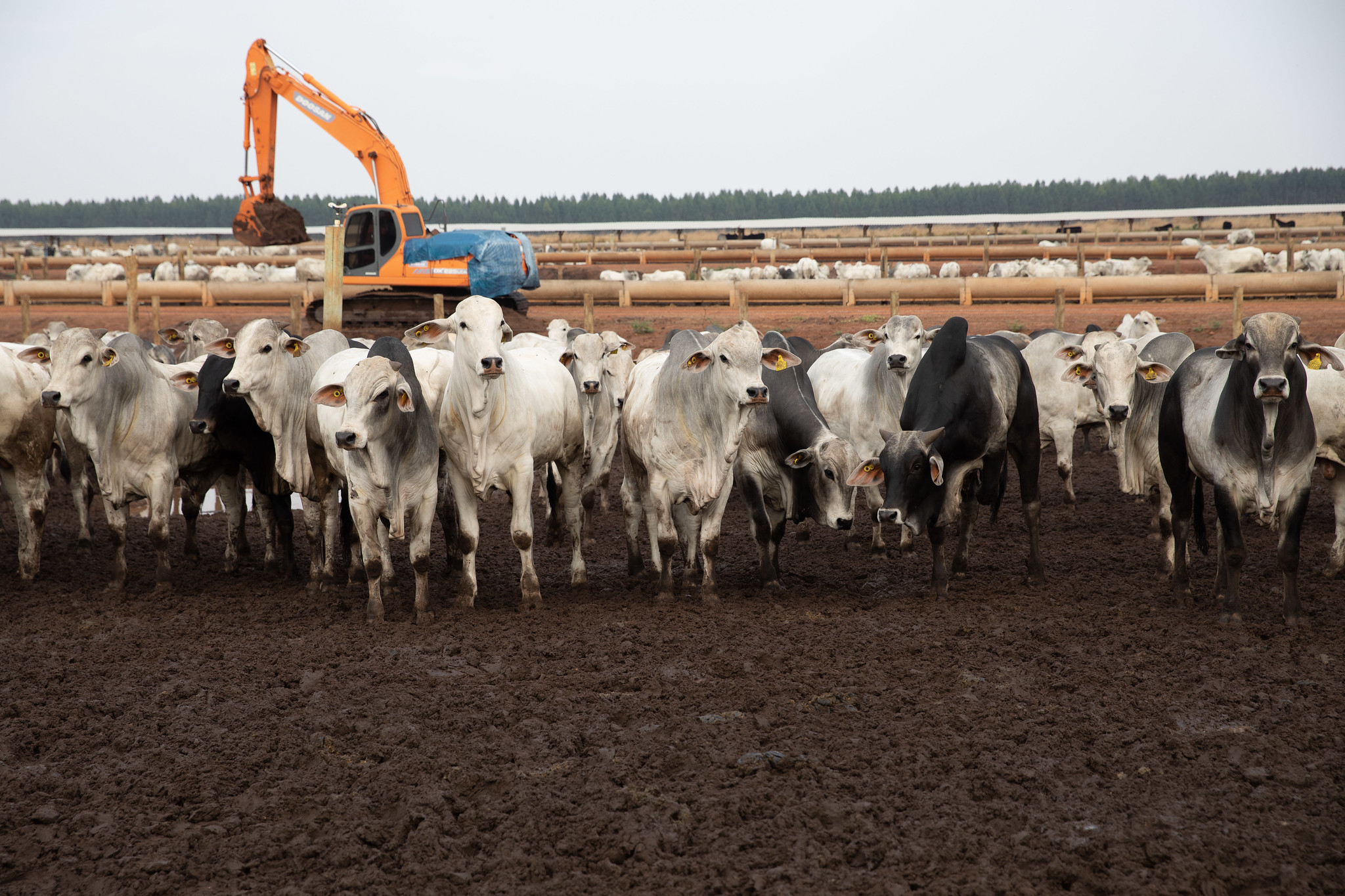 Carne bovina produzida em MT destinada à exportação alimenta 20 milhões de pessoas ao ano