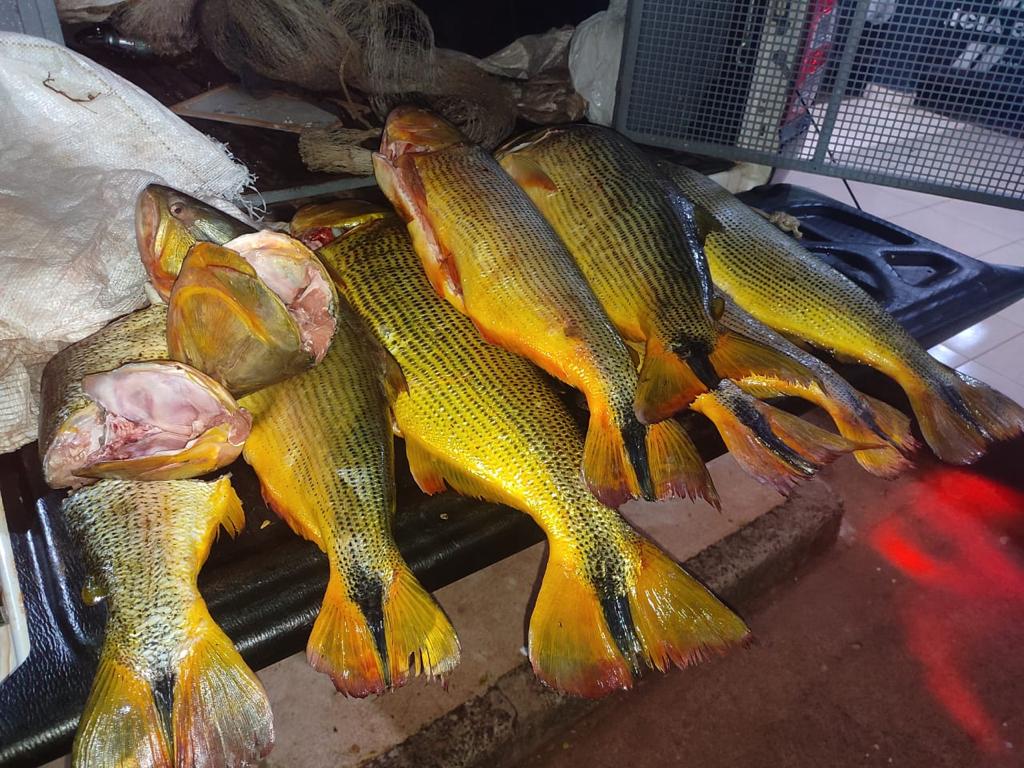 TANGARÁ DA SERRA: Batalhão Ambiental da PM apreende 35 quilos de Dourado