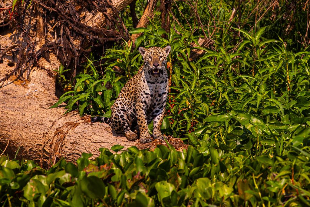 Documentário projetará turismo no Pantanal mato-grossense para o mundo