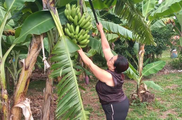 Agricultora familiar colhe frutos de mudas que recebeu do Governo: “Um incentivo para a gente ficar no sítio”