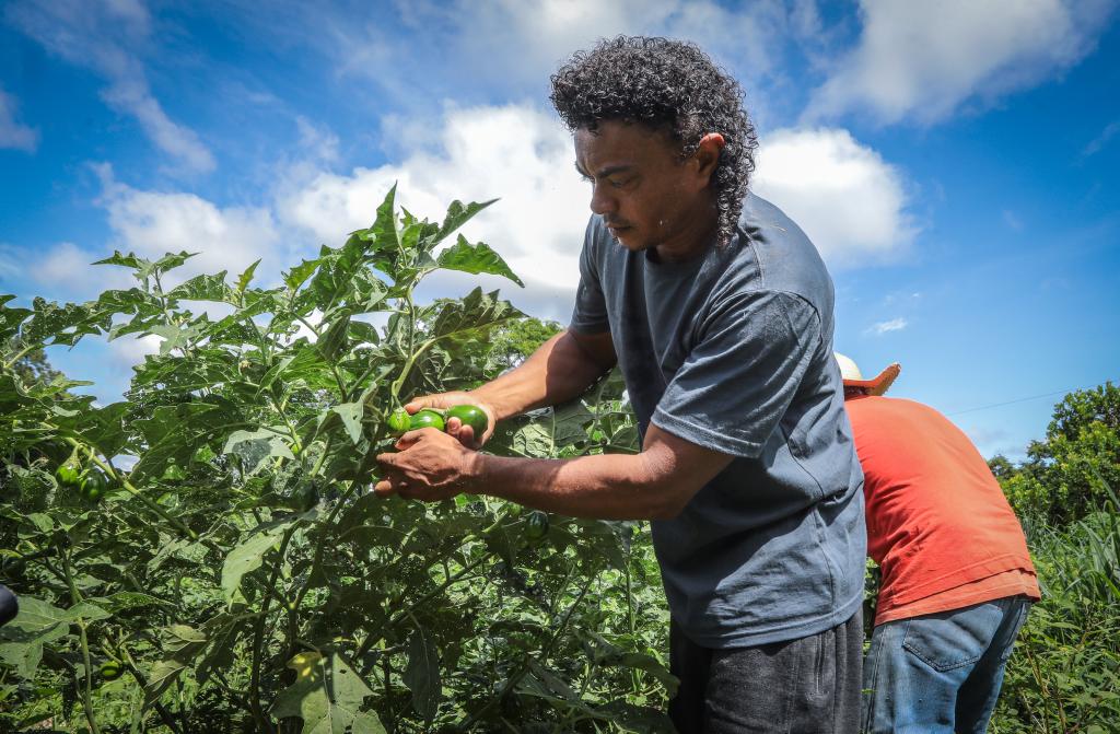 QUILOMBO: Poconeanos que produzem alimento assim como Bruno Almeida e outros agricultores familiares da Comunidade Campina II