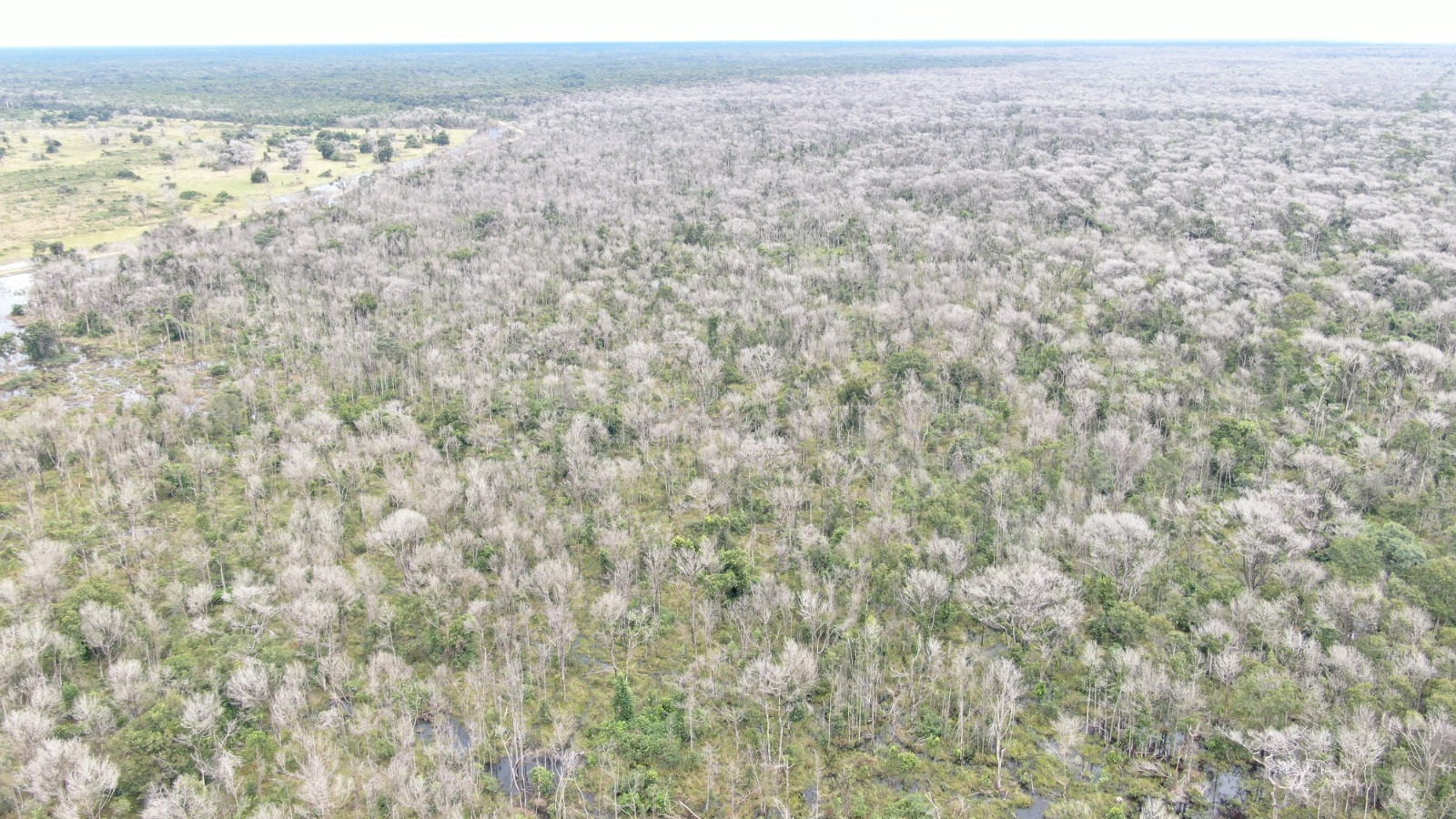 PANTANAL – BARÃO DE MELGAÇO:  Operação Cordilheira sequestra propriedades e aplica multa de R$ 2,8 bilhões por desmate químico