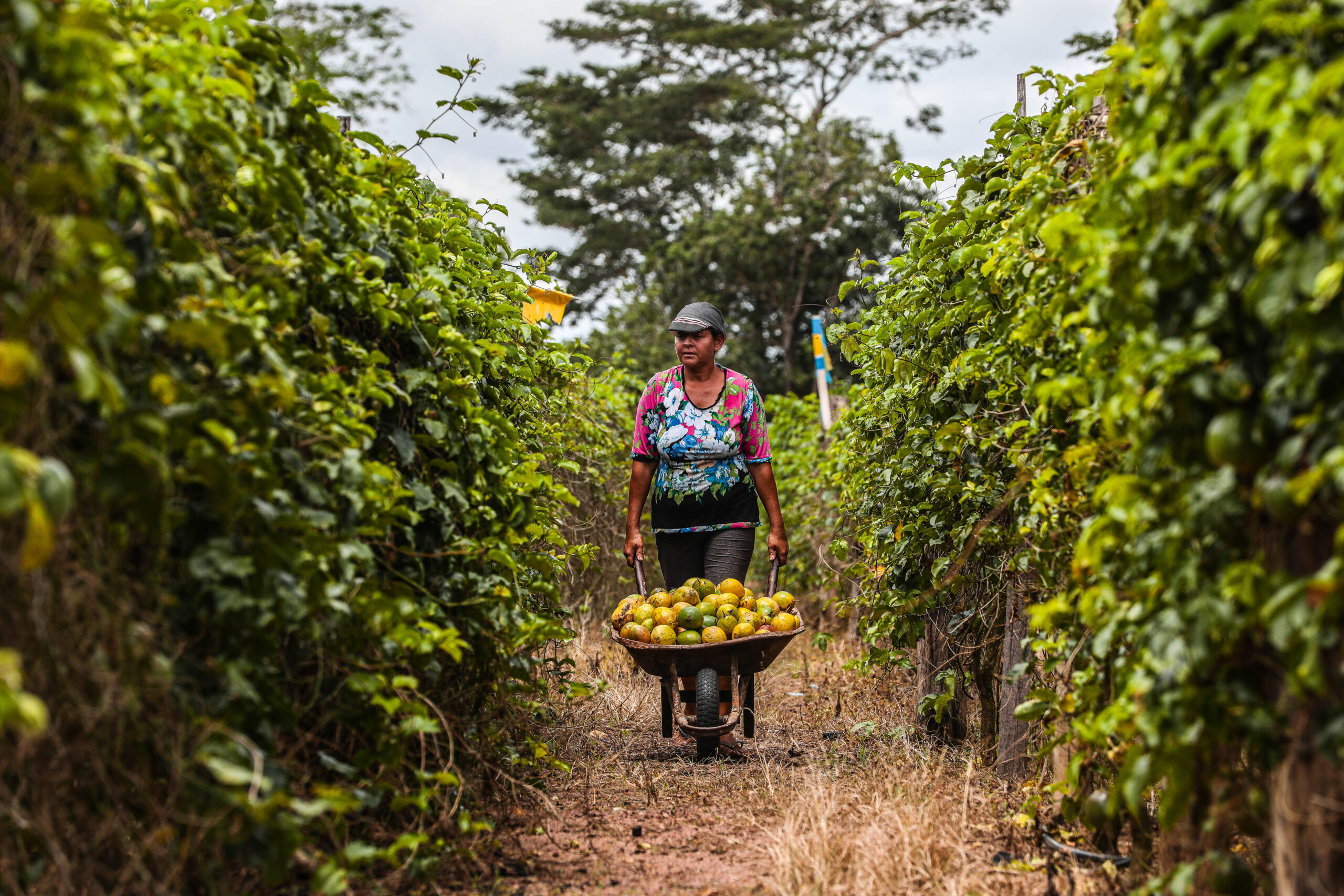 Governo de Mato Grosso regulamenta fundo para fortalecer agricultura familiar