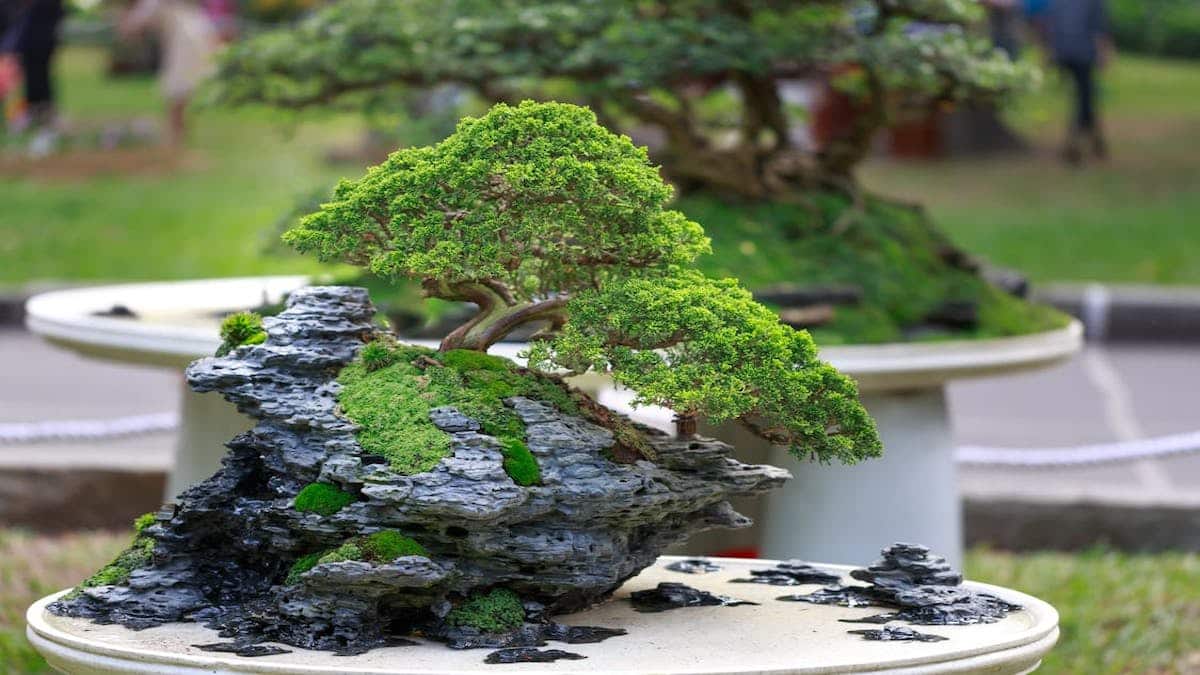 Como Usar Bonsai na Decoração: Um Guia Completo para Transformar seu Ambiente