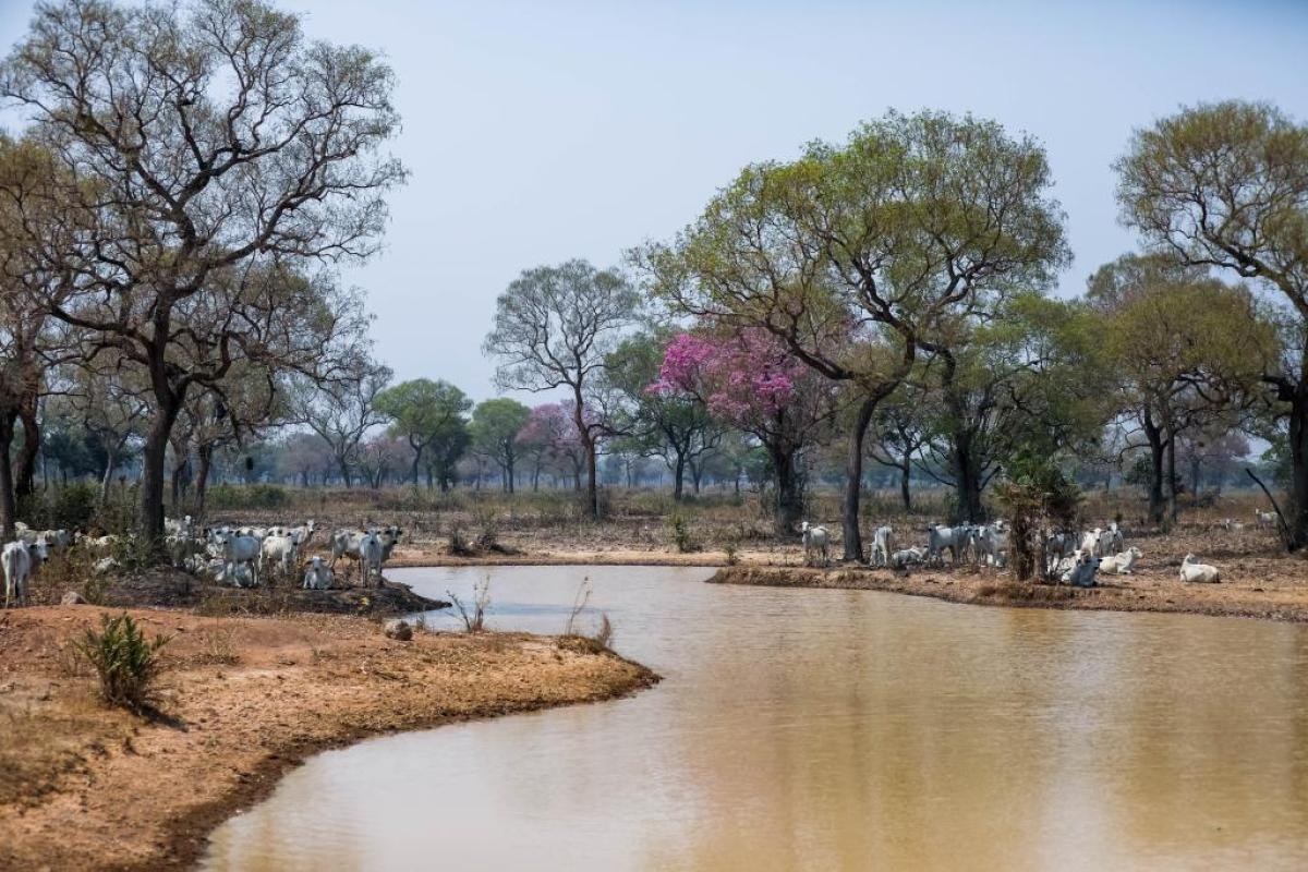 PANTANAL: Apesar da estiagem, especialistas afirmam que animais estão bem