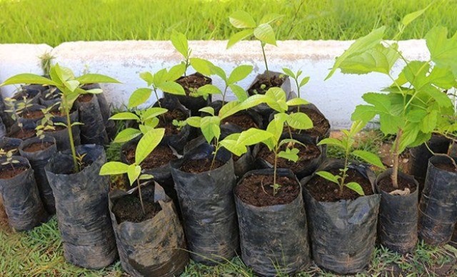 Mato Grosso tem agora política estadual de arborização urbana