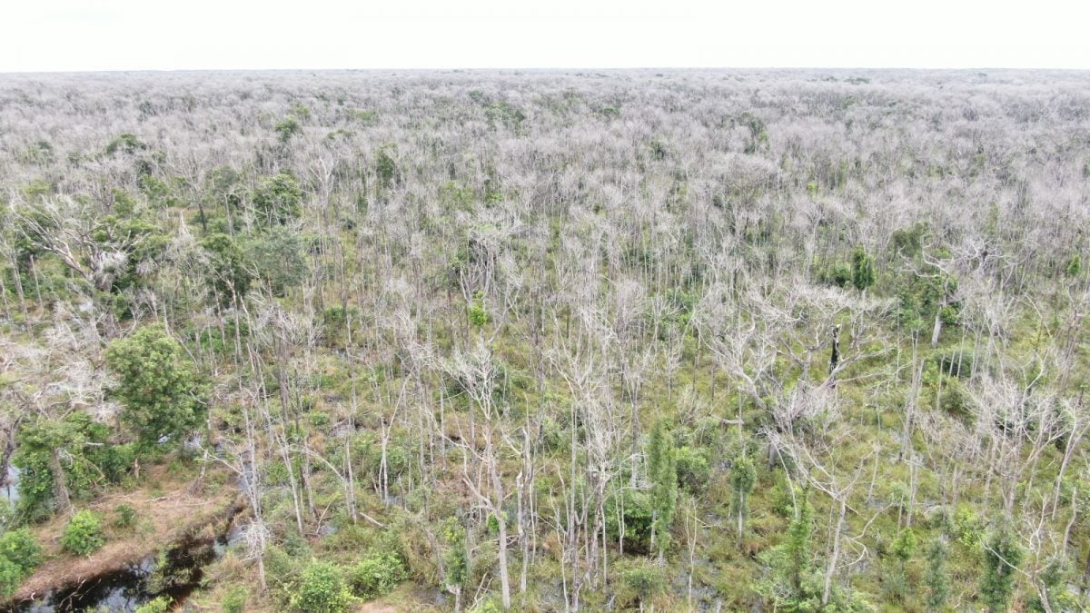 BARÃO DE MELGAÇO: Até 412 anos de prisão e multa de 2,3 bilhões pelo crime de maior dano ambiental já registrado no estado de MT